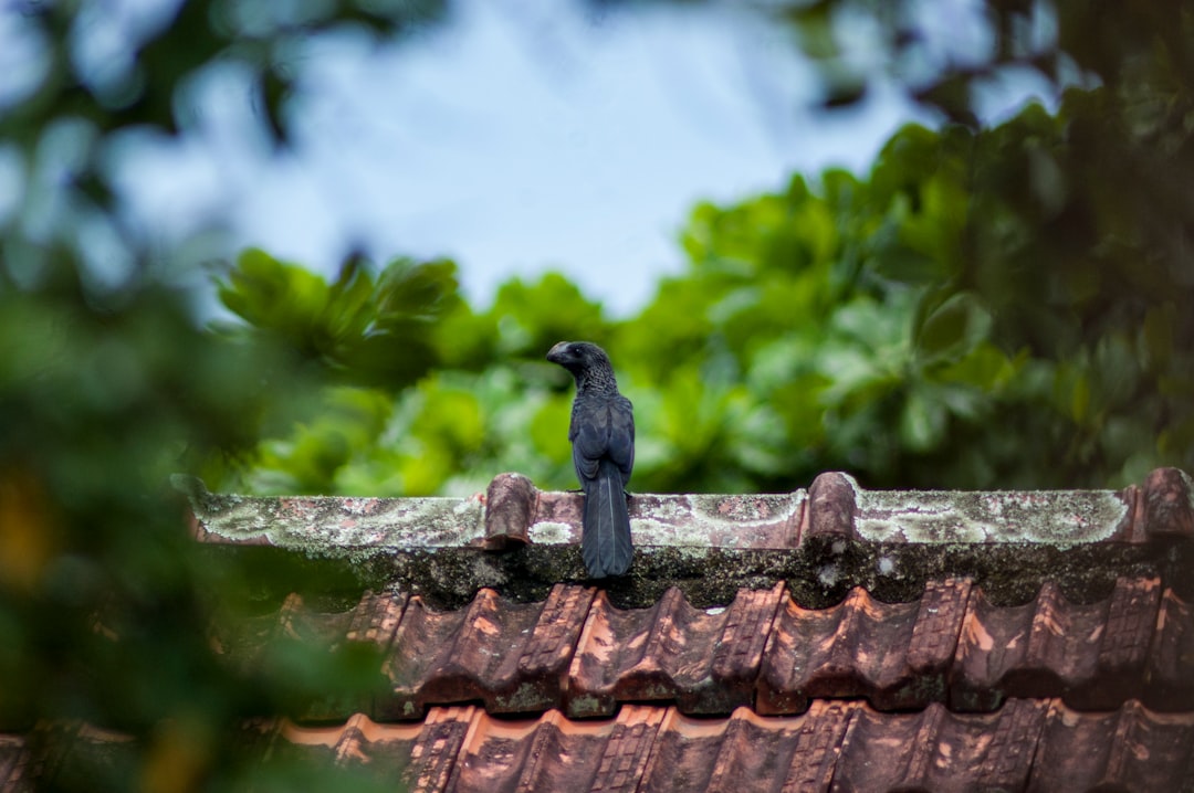 Photo Roof inspection
