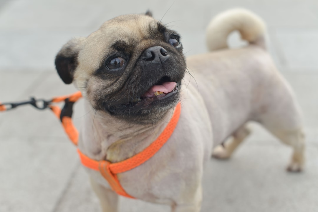 Photo Safety harness