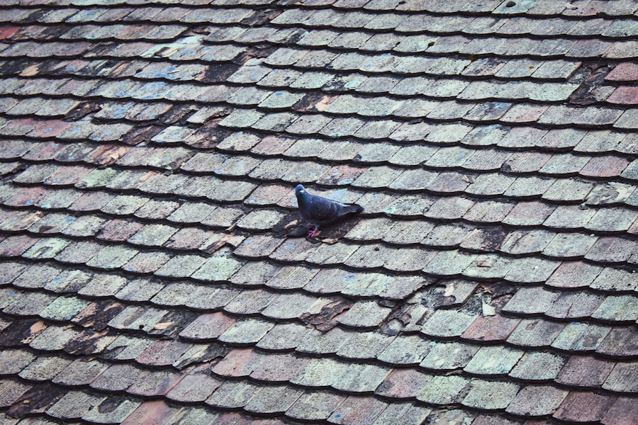 Photo Roof Inspection